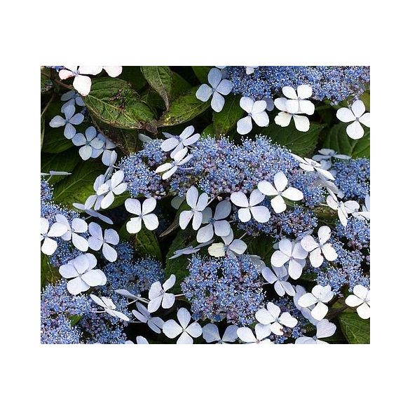 Fűrészeslevelű hortenzia - "Bluebird" - Hydrangea Serrata