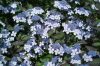 Fűrészeslevelű hortenzia - "Bluebird" - Hydrangea Serrata