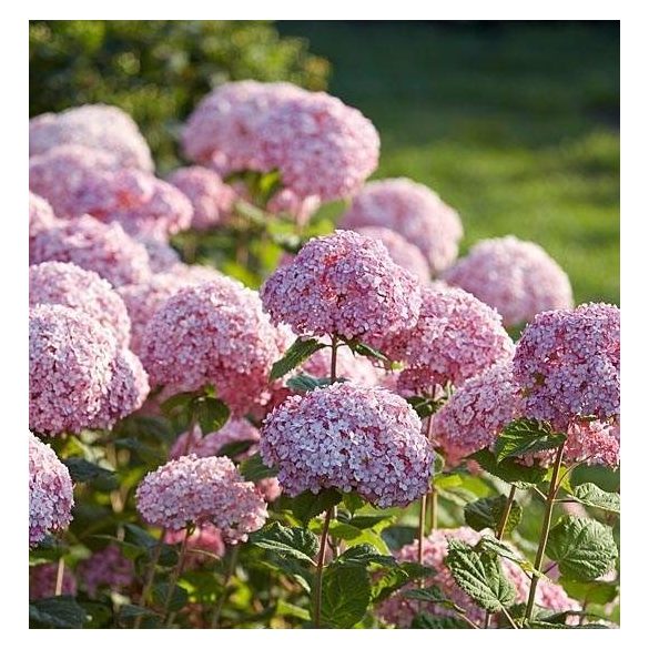 Cserjés Hortenzia " Sweet Annabelle" - Hydrangea Arborescens