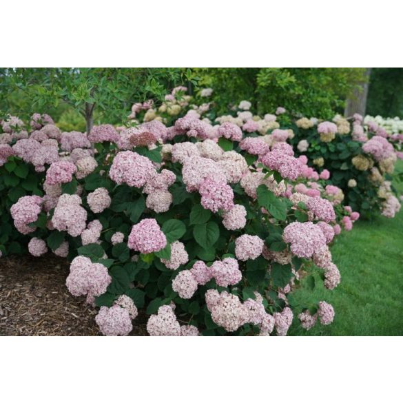 Cserjés Hortenzia " Sweet Annabelle" - Hydrangea Arborescens