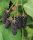 Tüskétlen szeder - Rubus Fruticosus "Triple Crow"