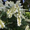 Japán babérhanga - Pieris japonica " Prelude"