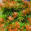 Japán babérhanga - Pieris japonica " Prelude"