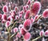 Rózsaszín barkafűz - Salix Gracilistyla "Mount Aso"