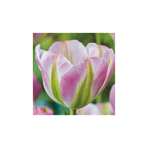 Tulipán - Tulip " Groenland"