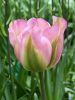 Tulipán - Tulip " Groenland"