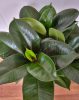 Szobafikusz - Ficus Elastica ''Robusta'