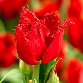 Rojtos szírmú tulipán - Tulip "Crystal Beauty"