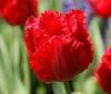 Rojtos szírmú tulipán - Tulip "Crystal Beauty"