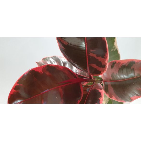 Ficus Elastica "Ruby" - Gumifa