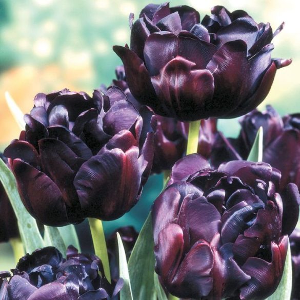 Telt virágú Tulipán - Tulip "Black Hero"