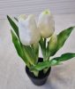 Élethű tulipán cserépben - fehér