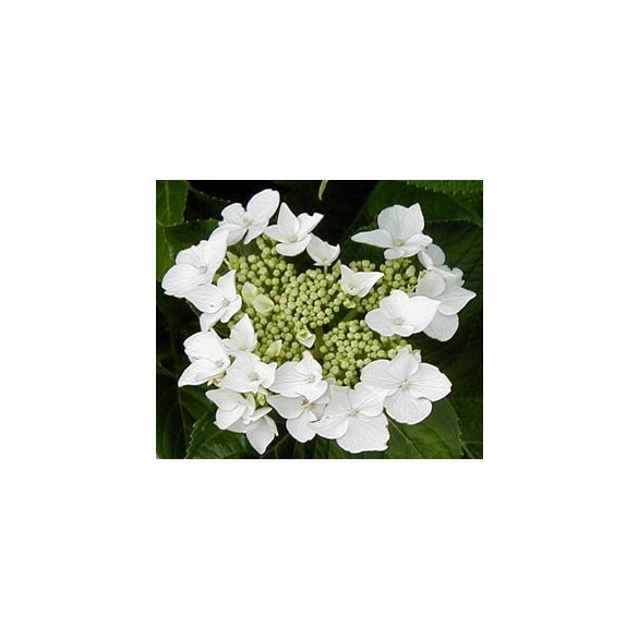 Kerti Hortenzia " Lanarth White" - Hydrangea macrophylla