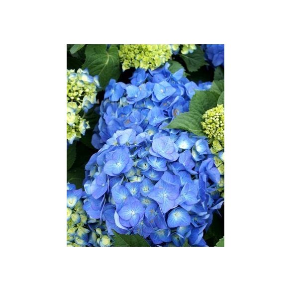 Kerti Hortenzia - Kék - Hydrangea macrophylla
