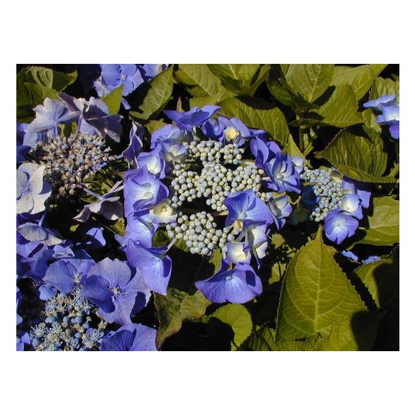 Kerti Hortenzia " Blaumeise" - Hydrangea macrophylla