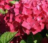 Kerti Hortenzia " Red Baron" - Hydrangea macrophylla