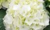 Kerti Hortenzia " Vanilla Sky" - Hydrangea macrophylla