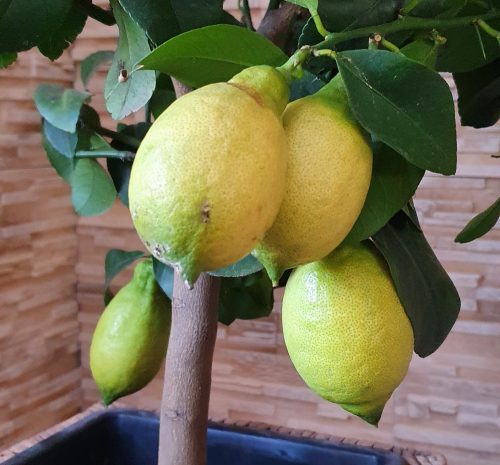 Termő törzses citromfa