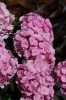 Kerti Hortenzia " Love (Youme H1917)" - Hydrangea macrophylla