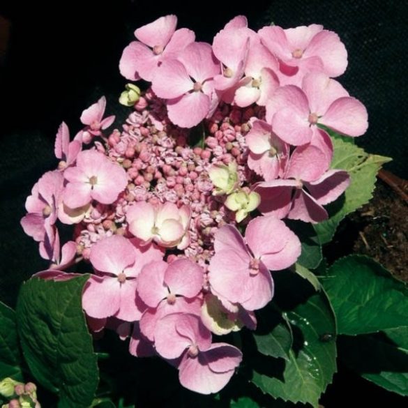 Kerti Hortenzia " Messalina" - Hydrangea macrophylla