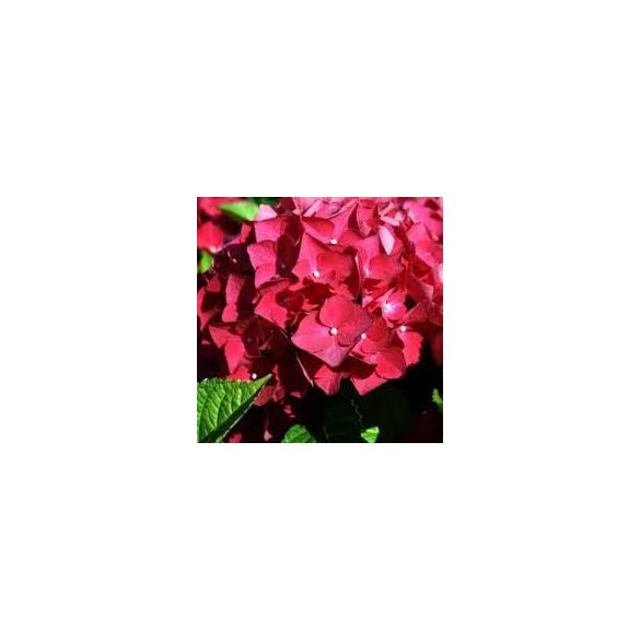 Kerti Hortenzia " Piros" - Hydrangea macrophylla
