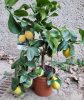 Termő törzses citromfa 30-40 cm