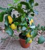 Termő törzses citromfa 30-40 cm