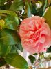 Japán Kamélia " Camellia Japonica"