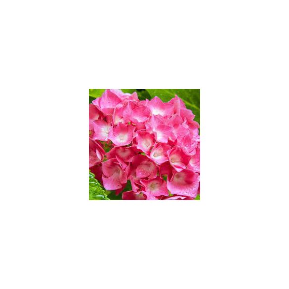 Kerti Hortenzia " King George" - Hydrangea macrophylla