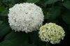 Cserjés Hortenzia " Annabelle" - Hydrangea Arborescens