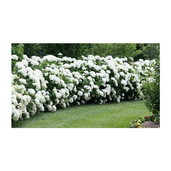 Cserjés Hortenzia " Annabelle" - Hydrangea Arborescens
