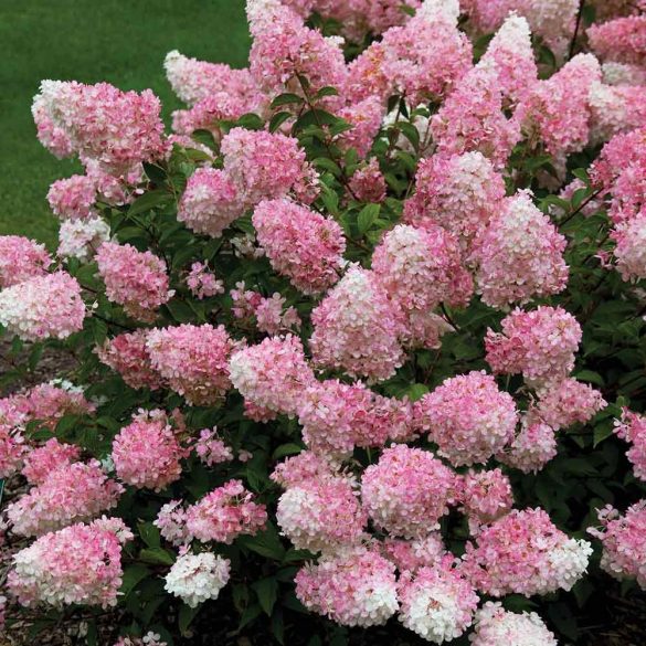 Bugás hortenzia - Hydrangea Paniculata "Vanille Fraise"