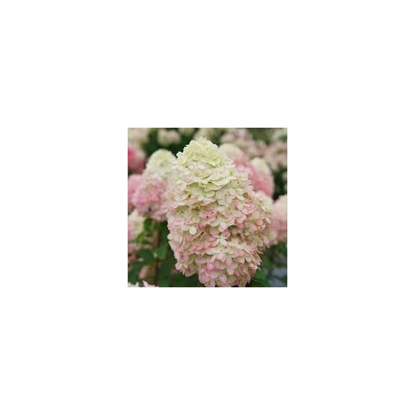 Bugás hortenzia - Hydrangea Paniculata "Limelight"
