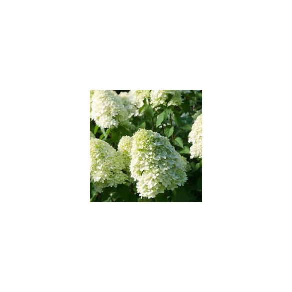 Bugás hortenzia - Hydrangea Paniculata "Limelight"