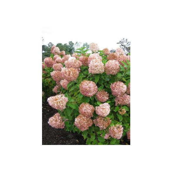 Bugás hortenzia - "Phantom" - Hydrangea Paniculata
