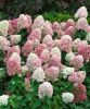 Bugás hortenzia - "Phantom" - Hydrangea Paniculata