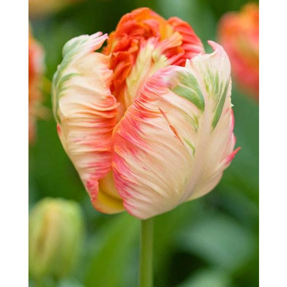 Egzotikus tulipán  - Tulip " Parrot King"