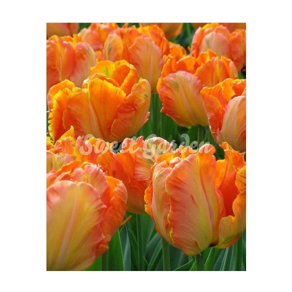 Egzotikus tulipán  - Tulip " Parrot King"