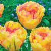 Rojtos szírmú tulipán - Tulip "Vaya Con Dios"