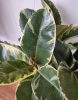 Szobafikusz - Ficus Elastica 'Tineke'