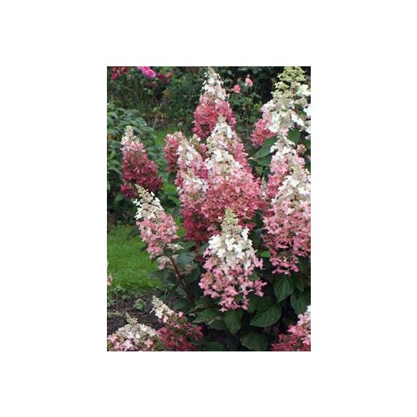 Bugás Hortenzia - Pink Diamond - Hydrangea Paniculata