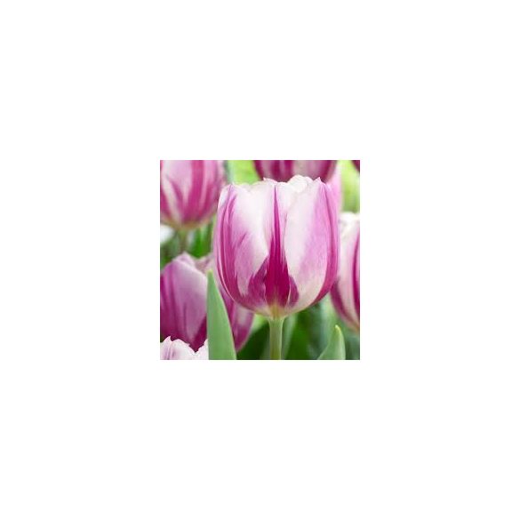 Tulipán - Tulip " Flamingo Flag"