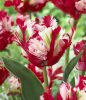 Papagály tulipán - Tulip "Rijnvels"