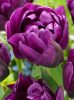 Telt virágú Tulipán - Tulip " Negrita Double"