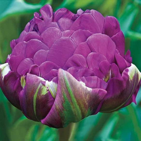 Telt virágú Tulipán - Tulip " Negrita Double"