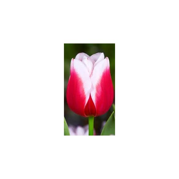 Tulipán - Tulip " Leo Visser "
