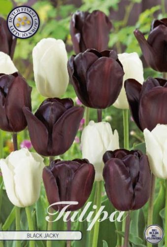 Tulipán hagyma mix - Tulip " Black Jacky"