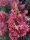 Bugás Hortenzia - Petite Lantern - Hydrangea Paniculata