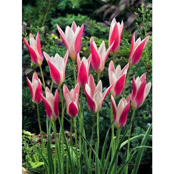 Tulipán - Tulip " Clusiana"