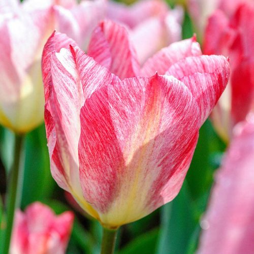 Tulipán - Tulip " Flaming Purissima "